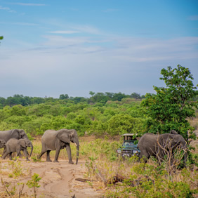 Botswana Chobe Gay Safari Tour