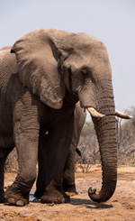 Botswana Gay Safari Tour