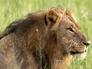 Okavango Botswana gay safari