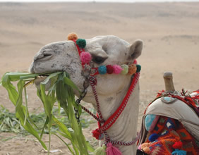 Egypt gay trip camel