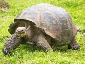 Galapagos Giant Tortoise