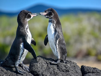 Galapagos penguins