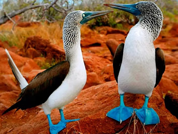 Galapagos blue footed boobies