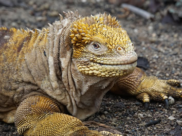 Galapagos gay adventure tour