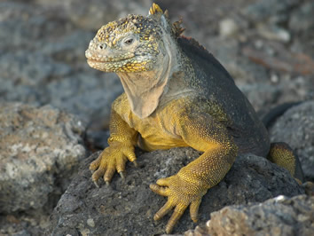 Galapagos marine iguana