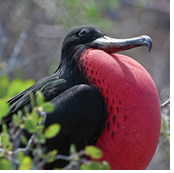 Gay Galapagos Tour