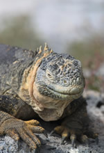 Gay Galapagos tour
