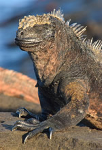 Gay Galapagos tour