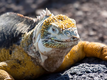 Galapagos iguana