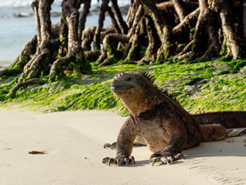 Galapagos Islands gay cruise adventure