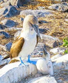 Galapagos adventure cruise