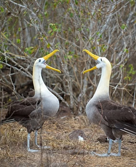 Galapagos albatross