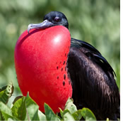 Galapagos gay cruise