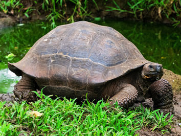 Galapagos Giant tortoise