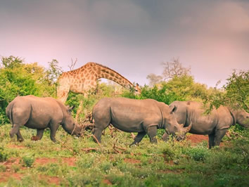 Kruger National Park gay safari