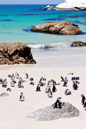 South Africa gay tour - Cape penguins