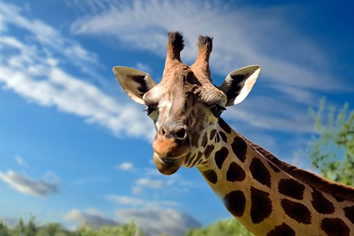 Kruger Park Gay Tour