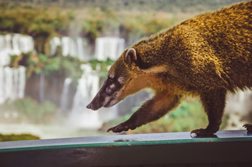 Iguazu Falls coati