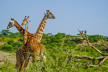 Tanzania lesbian adventure