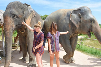 Pattaya elephant sanctuary