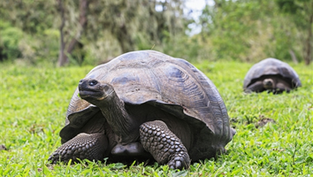 Galapagos gay tour - Galapagos tortoise