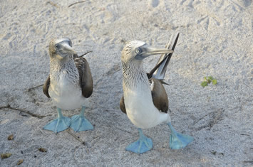 Galapagos blue footed boobies