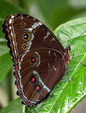 Ecuador butterfly