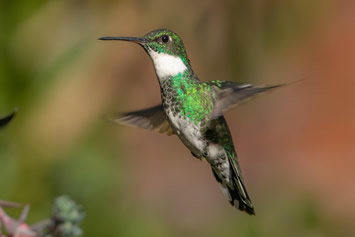 Ecuador hummingbird