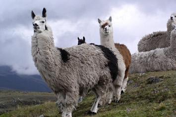 Ecuador lama