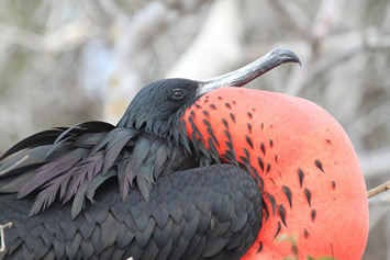 Galapagos frigatebird