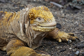 Galapagos gay tour iguana