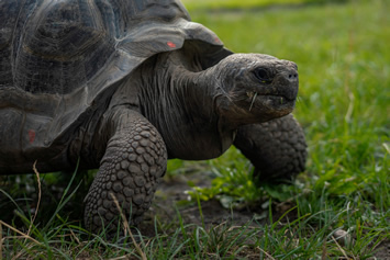 Galapagos gay tour - Giant tortoise