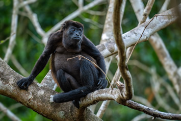 Ecuador gay tour - howler monkey