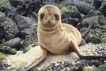 Galapagos gay tour - sea lion