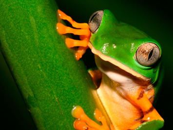 Amazon Rainforest gay tour