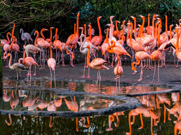 Galapagos flamingos