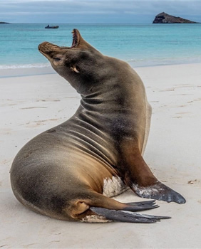 Galapagos wildlife tour