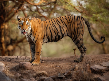 Ranthambore tiger