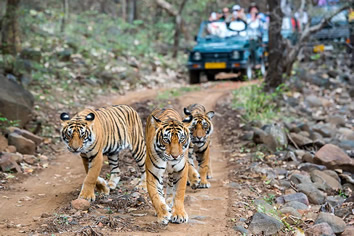 Ranthambore gay tour