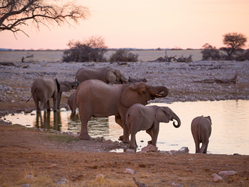 Etosha Namibia gay safari