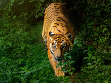 Chitwan National Park tiger