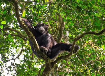 Rwanda Chimpanzee Trekking