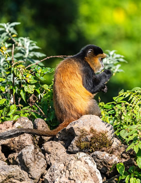 Rwanda golden monkey gay safari tour