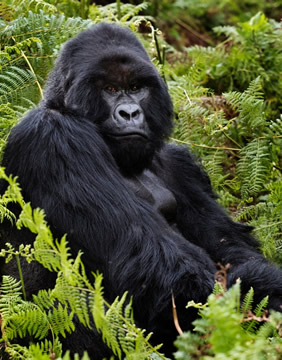 Gorilla gay safari tour