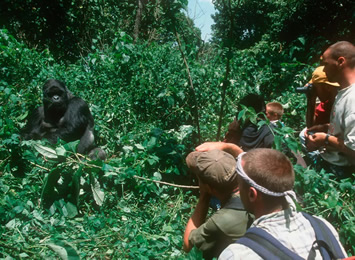 Rwanda gorilla trek