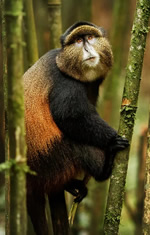 Rwanda Golden monkey gay safari