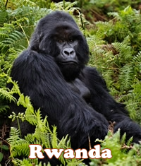 Rwanda Primate Safari Gay Adventure Tour