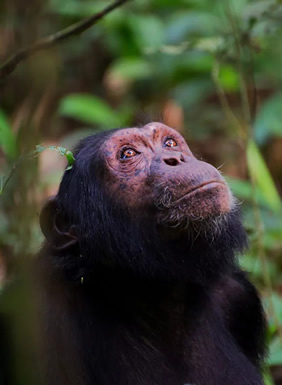 Rwanda wildlife safari