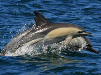 Plettenberg Bay dolphins