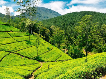 Sri Lanka gay tour - Nuwara Eliya